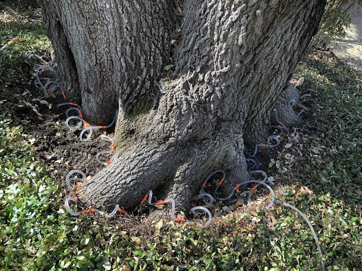 Detailed Tree Cabling and Bracing job site in Hunt Valley