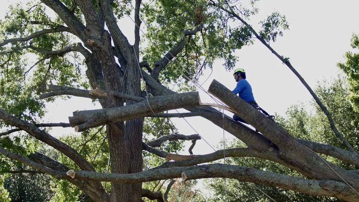 Professional Crown Thinning performed by certified arborists in Hunt Valley